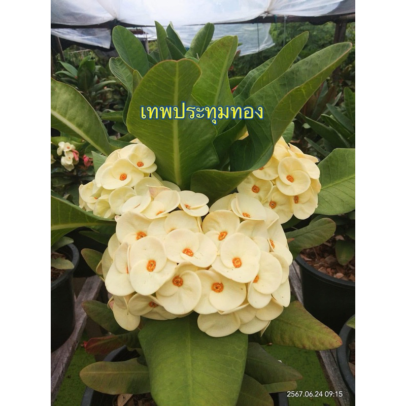 ต้นโป๊ยเซียน ชื่อ “เทพประทุมทอง“ ไม้ใหม่ปี 68 สีเหลืองดอกใหญ่และดกรอบคอ ชนะการประกวดหลายเวที กระถาง2นิ้ว ส่งทั้งกระถาง