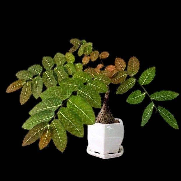 [ มีใบแล้ว ] ต้นมะยมเงินมะยมมอง *Phyllanthus mirabilis (( ไซส์จิ๋ว)) – โปรปัง