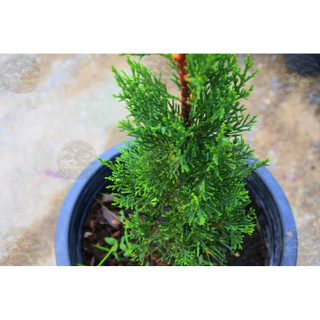[พร้อมส่ง] ต้นสนดินสอ Italian Cypress, Pencil Pine ความสูง 55 cm เป็นไม้หายาก