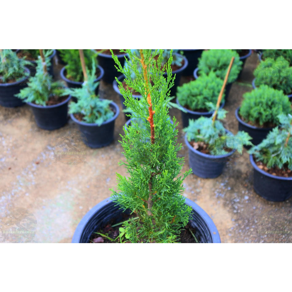 [พร้อมส่ง] ต้นสนดินสอ Italian Cypress, Pencil Pine ความสูง 55 cm เป็นไม้หายาก ราคา ถูกที่สุด ดีลบีเคเค แกลเลอรีภาพที่ 4