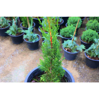 [พร้อมส่ง] ต้นสนดินสอ Italian Cypress, Pencil Pine ความสูง 55 cm เป็นไม้หายาก
