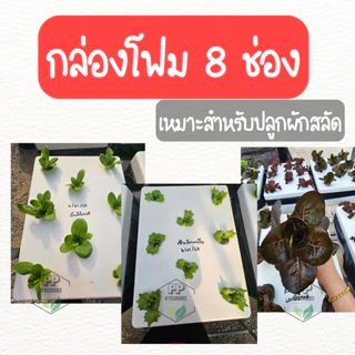 กล่องโฟมปลูกผักไฮโดรโปนิกส์ เจาะ 8 ช่องชุด 4 ใบ กล่องโฟมชุด 4 ใบ พร้อมปลูก (ชุด 4 ใบ มือ 1)