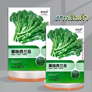 800 เมล็ดเมล็ดพันธุ์เบบี้บล็อคโคลี่ เมล็ดบล็อคโคลี่ เมล็ดเบบี้บล็อคโคลี่ สีเขียวคุณภาพดีผักสวนครัว