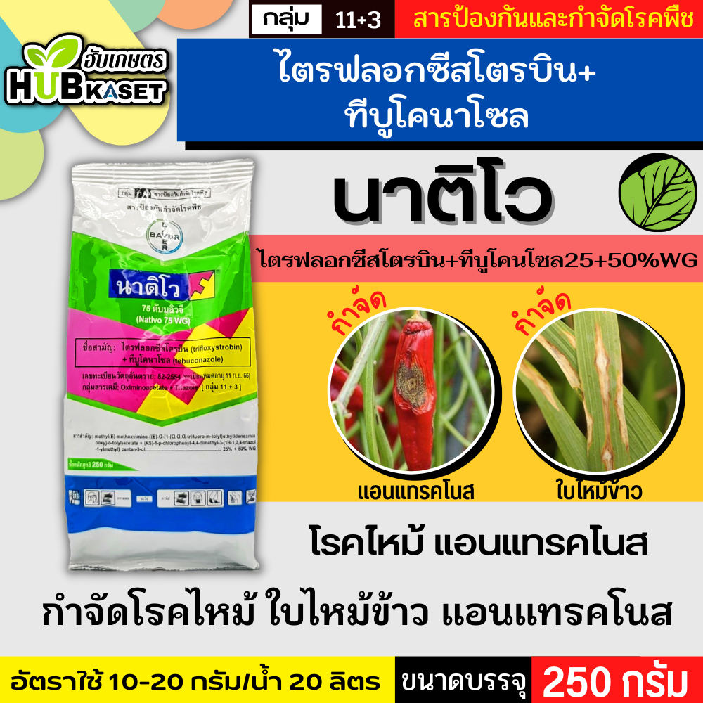 นาติโว 250กรัม (ทีบูโคนาโซล+ไตรฟลอกซีสโตรบิน) ป้องกันกำจัดโรคเมล็ดด่าง โรคกาบใบแห้ง โรคใบไหม้แผลใหญ่ โรคใบจุดสีม่วง