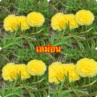 แพรเซี่ยงไฮ้ แยกสี10กิ่ง20฿เลือกสีตามใจชอบเลยจ้า