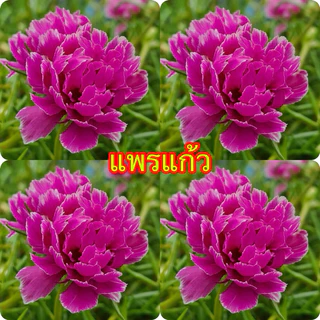 แพรเซี่ยงไฮ้ แยกสี10กิ่ง20฿เลือกสีตามใจชอบเลยจ้า