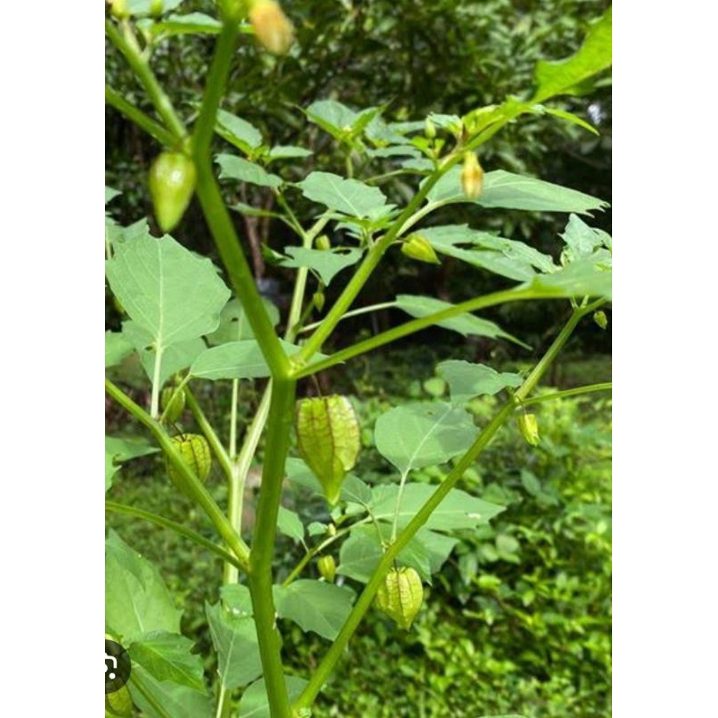 ต้นโทงเทงพร้อมปลูกรากแน่นทนแดด1ต้นออกดอก/ติดลูก - รูปที่ 2