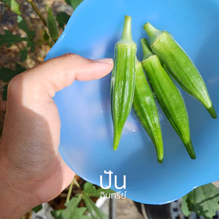 🏅เมล็ดนำเข้า เมล็ดกระเจี๊ยบ เขียว Clemson Spineless Okra seed (Organic Seed) AAS ไร้ขนแหลม ปันอินทรีย์