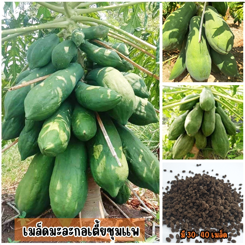 เมล็ดมะละกอเตี้ยชุมแพ มี 30-40 เมล็ดเป็นพันธุ์เตี้ยแท้ ลำต้นอวบใหญ่ ติดลูกดกมาก เนื้อหนาแน่นกรอบ