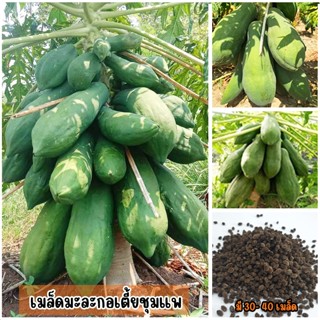 เมล็ดมะละกอเตี้ยชุมแพ มี 30-40 เมล็ดเป็นพันธุ์เตี้ยแท้ ลำต้น…