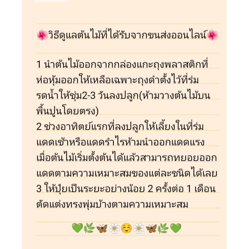 ต้นพุดตานไทย/พุดตานญี่ปุ่นสีชมพู/ขาว/พุดตานฮาวาย🌿แบบปักชำสูง40-60ซม.พร้อมส่งต้นแข็งแรง - รูปที่ 5