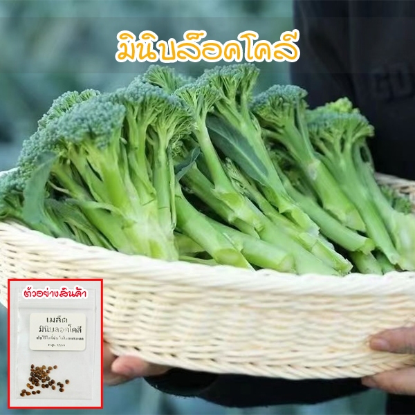 มินิบลอกโคลี เมล็ดพันธุ์ 4-10 เมล็ด ปลูกได้ทุกพื้นที่ โตไว (ซื้อ 10 แถม 1 คละได้)