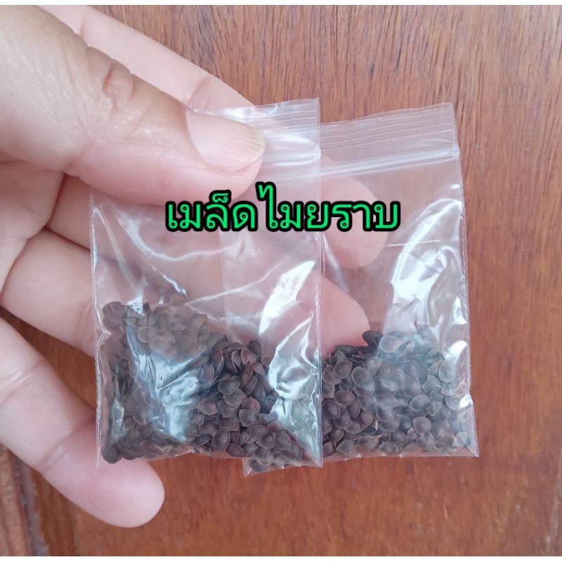 เมล็ดไมยราบ300เมล็ดราคา49บาทพร้อมส่ง