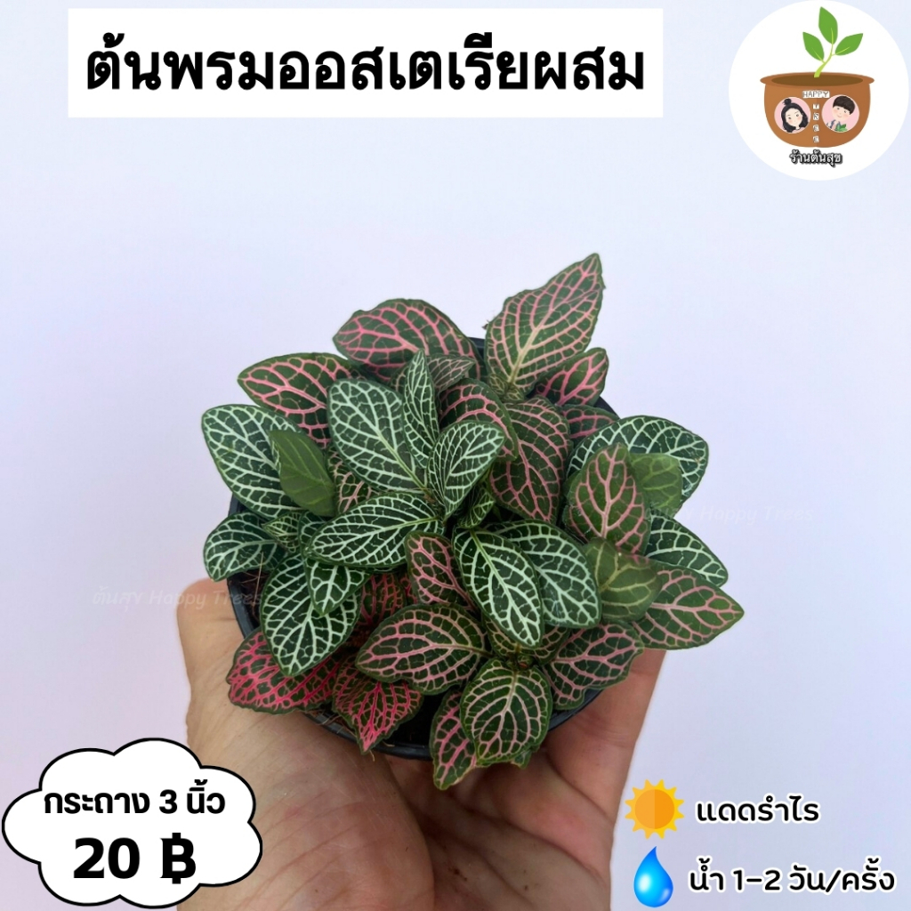 ต้นพรมออสเตเรียผสม จัดส่ง 2 ต้นขึ้นไป คละแบบได้