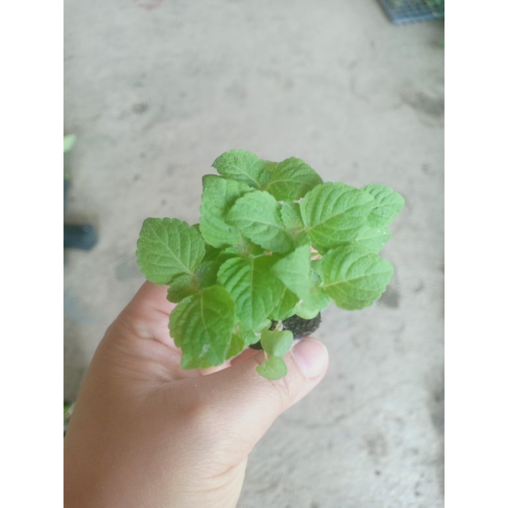 ต้นกล้า ใบงาเขียว ใบชิโซะ (Shiso)  ใบงาสีเขียว  งาขี้ม้อน งาม้อน ต้นละ 10บาท ซื้อ 10แถม 2 ใบทานกับเนื้อย่าง