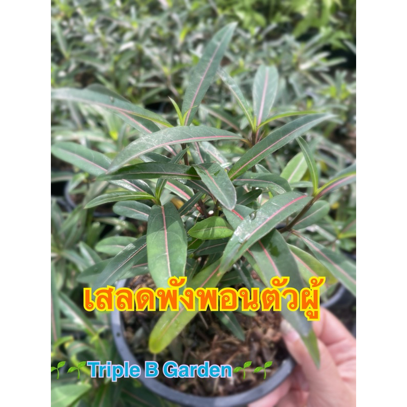 เสลดพังพอน ตัวผู้ กระถาง5นิ้ว
