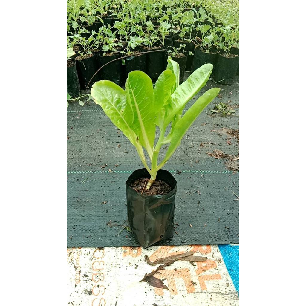 ต้นพันธุ์  ผักสลัดคอส  กรีนคอส Green cos ผักสลัดกรีนคอส  พร้อมปลูกถุงดำ 29 บาท สลัดโรเมน Cos คอส