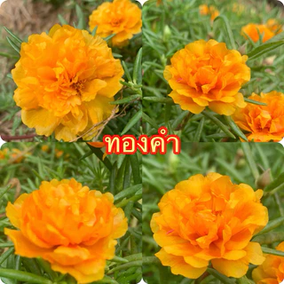 แพรเซี่ยงไฮ้ กล่องละ1 โลคละสีจ้า 10-20สีขึ้นจ้าตัดคละสี