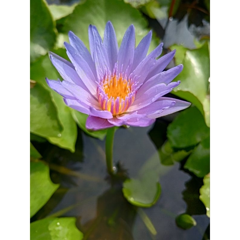 บัวผันบัวไทย 7 สี7ต้นล้างรากส่งราคา299บาท - รูปที่ 6