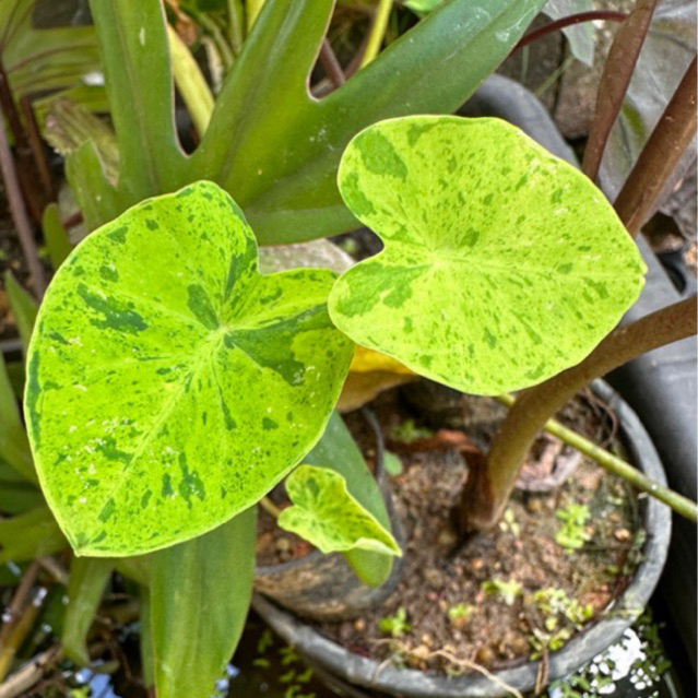 บอนโมจิโต้/โคโลคาเซียโมจิโต้/colocasia mojito/mojito/กบในดอกบัว