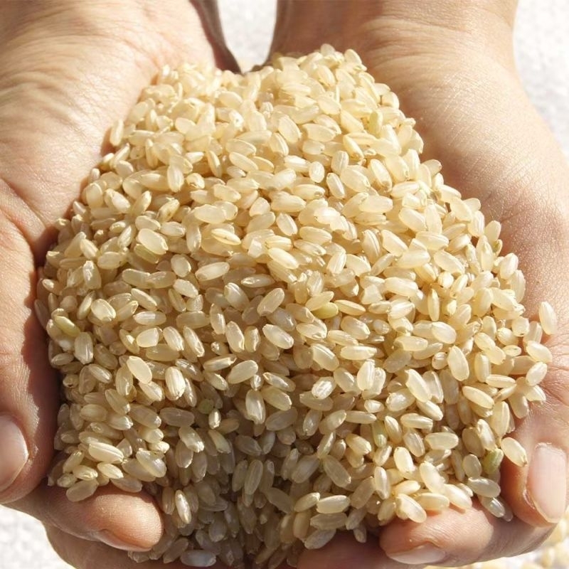 พร้อมส่ง 분도현미 ข้าวกล้องเกาหลี Korean Brown Rice 1kg., 5kg.