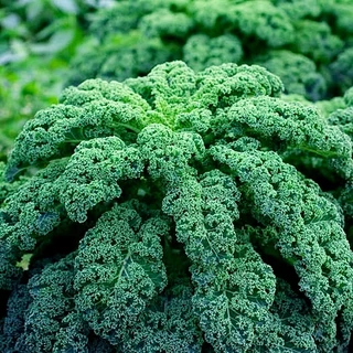 เมล็ดพันธุ์เคล วินเทอร์บอร์ Winterbor Kale F1 Seed 15 เมล็ด คุณภาพดี ของแท้ 100%
