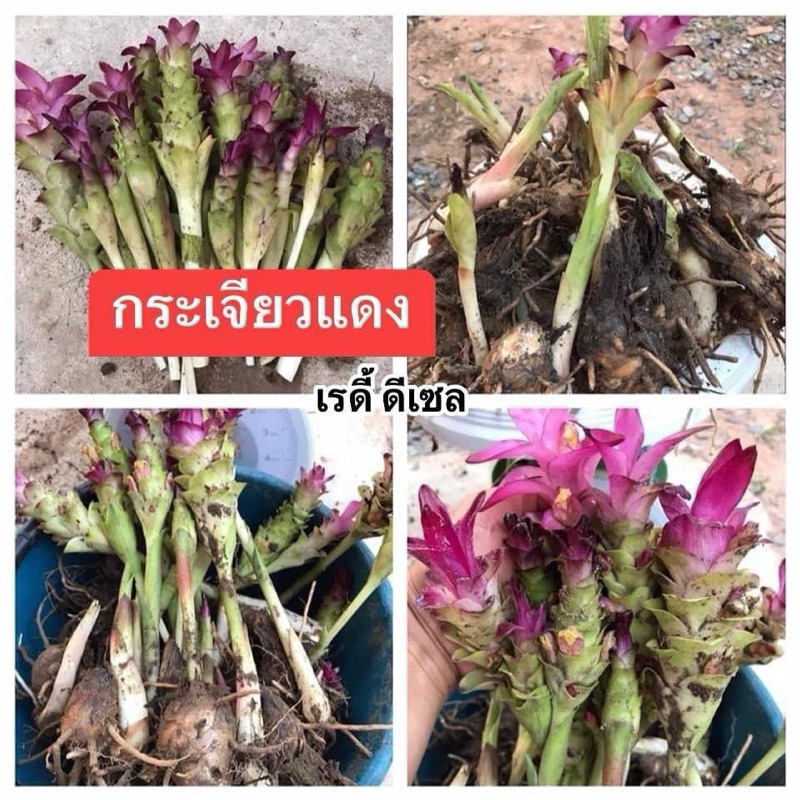กระเจียวแดงป่า กิโลละ 200 บาท หัวพร้อมปลูก หัวพันธุ์กระเจียวแดง สำหรับปลูกกินดอก