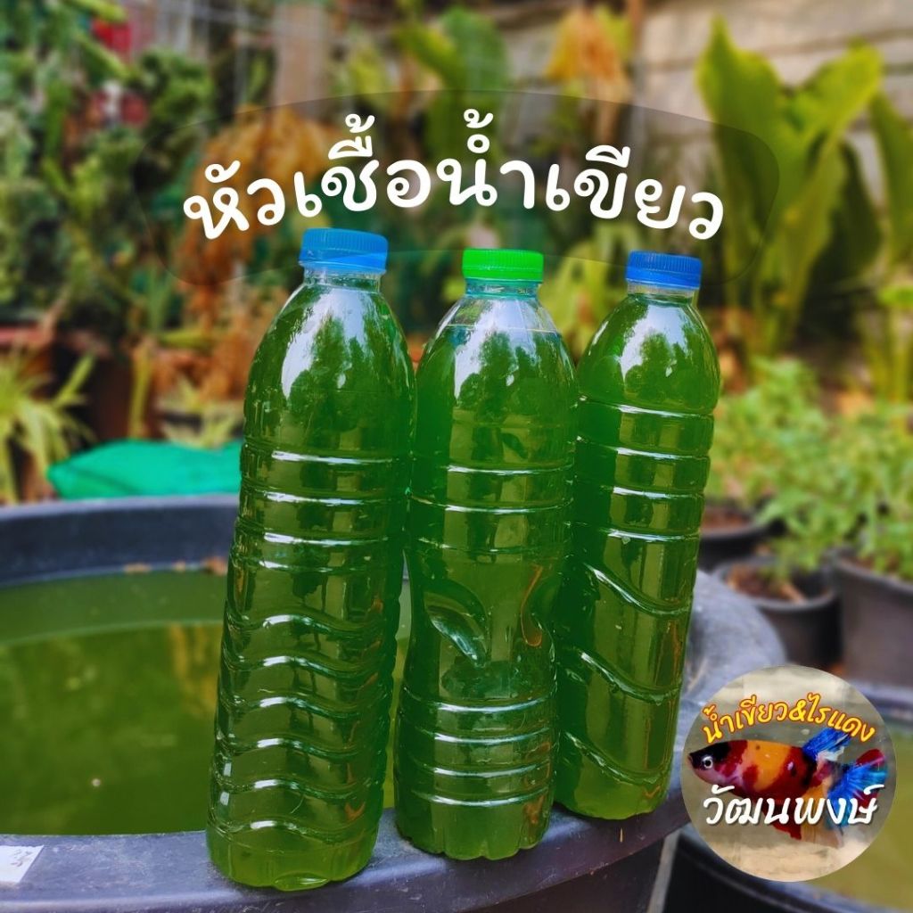 หัวเชื้อน้ำเขียวเข้มข้นมาก สาหร่ายคลอเรลล่า 600 ml. สำหรับเพาะขยายไรแดง ไรนางฟ้า