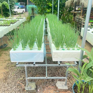 โต๊ะวางกล่องโฟม ขนาดกล่องกุ้ง มีให้เลือก 3 ขนาด -เกษตรกรรมยั่งยืน