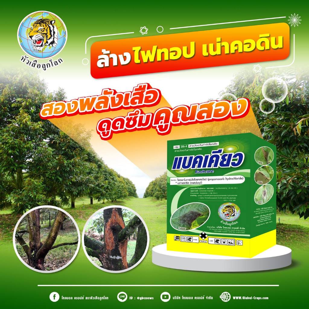 CRP แบคเคียว หยุดโรคเน่า ที่เกิดจากเชื้อพิเทียม ไฟท๊อป และ ฟิวซาเรียม เน่าคอดิน