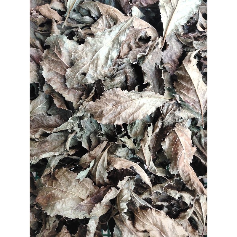 ใบพญาล้างไตสด ใบพญาล้างไตตากแห้ง Organic100%ปลอดสารพิษ พร้อมส่ง - รูปที่ 2