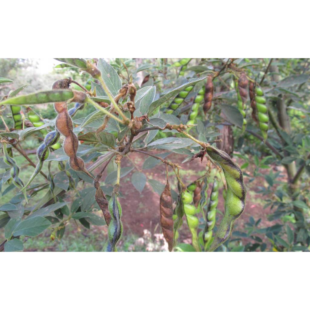 ต้นพันธุ์ ถั่วมะแฮะ Pigeon pea พร้อมปลูกในถุงดำ 29 บาท มะแฮะต้น ถั่วแระต้น ถั่วแรด ถั่วแระ ถั่วแฮ  ถั่วแรด กินเป็นผักสด