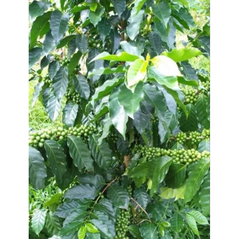 ต้นกาแฟอาราบิก้า ต้นเตี้ยปลูกง่ายติดผลดกมาก - รูปที่ 2