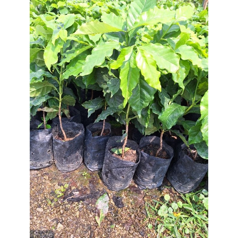 ต้นกาแฟอาราบิก้า ต้นเตี้ยปลูกง่ายติดผลดกมาก - รูปที่ 5