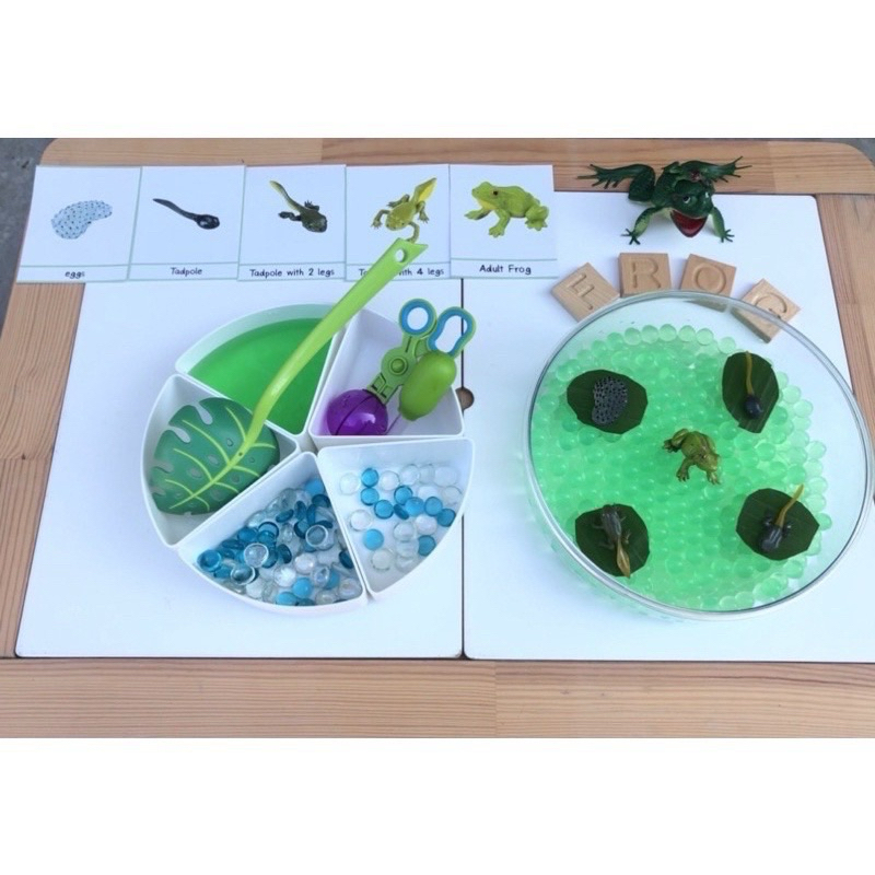 (พร้อมส่ง )Frog life cycle Sensory play วงจรจีวิตกบ วงจรชีวิตสัตว์