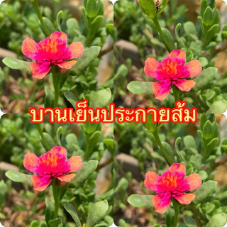 คุณนายแหวนเพชรเลือกสีได้ตามชอบเลยจ้า 10กิ่ง 20฿🌺🌺🌺