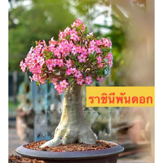 เมล็ดชวนชม ชวนชม เมล็ดดอกไม้ พันธุ์ยอดนิยม ราชินีพันดอก บางคล้า เขาหินซ้อน ฯลฯ เปอร์เซ็นการขึ้นดีมาก เพาะง่าย ไม้มงคล