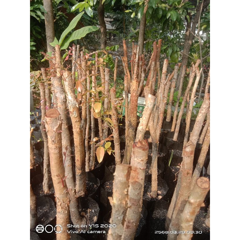 ต้นตอเสม็ดแดงแบบขุดต้นมีรากฝอยติดมาปักชำ