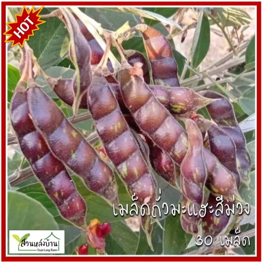 30 เมล็ด ถั่วมะแฮะสีม่วง มะแฮะม่วง มะแฮ เมล็ดมะแฮะ เมล็ดมะแฮ มะแฮะ เมล็ดถั่วมะแฮะ