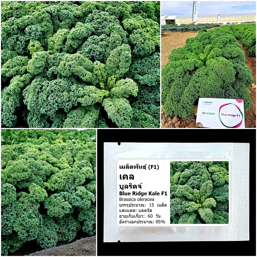 เมล็ดพันธุ์เคล บูลริดจ์ Blue Ridge Kale F1 Seed บรรจุ 15 เมล็ด คุณภาพดี ของแท้ 100%