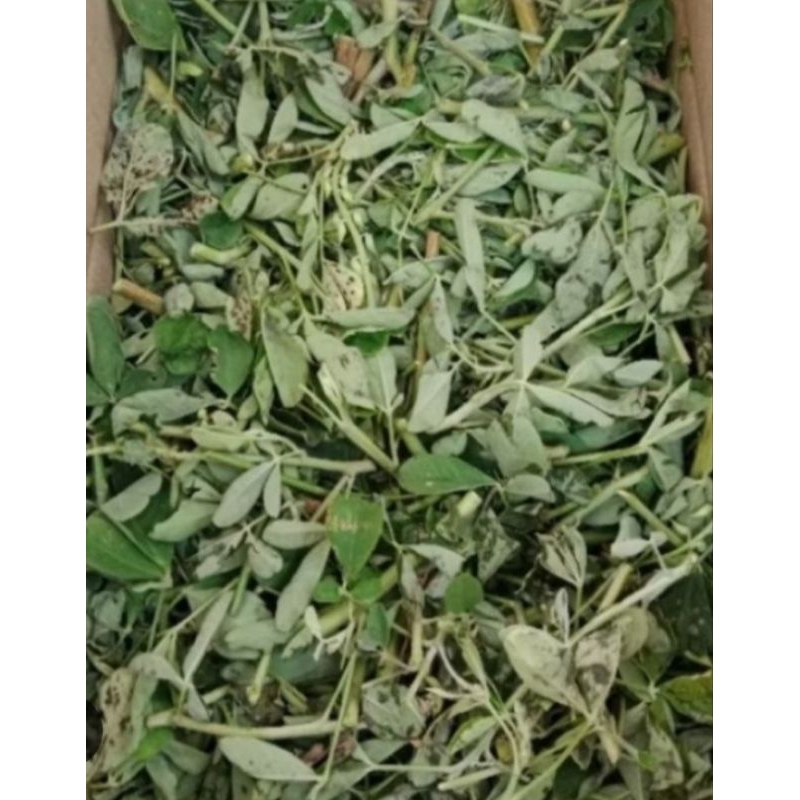 สมุนไพรคูณป่า/สามใบเถา/หิ่นเม่นจากธรรมชาติอบแห้งบรรจุ50กรัม ราคา ถูกที่สุด ดีลบีเคเค แกลเลอรีภาพที่ 3