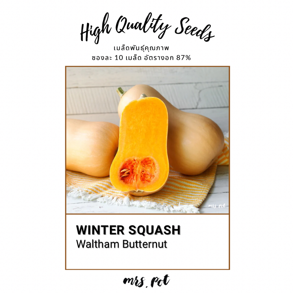 เมล็ดฟักทองนำเข้า สายพันธุ์ Waltham Butternut Winter Squash (Organic) รหัส086