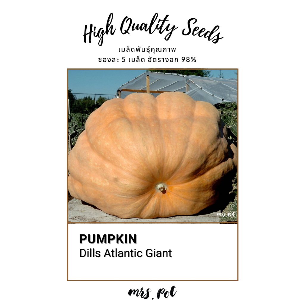 เมล็ดฟักทองยักษ์ Dills Atlantic Giant Pumpkin นำเข้าจากอเมริกา รหัส083