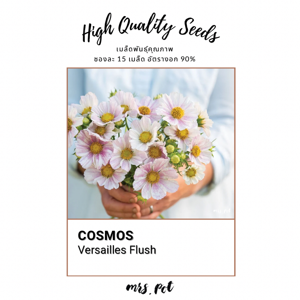 เมล็ดดอกไม้ทานได้ Cosmos สายพันธุ์ Versailles Flush รหัส037