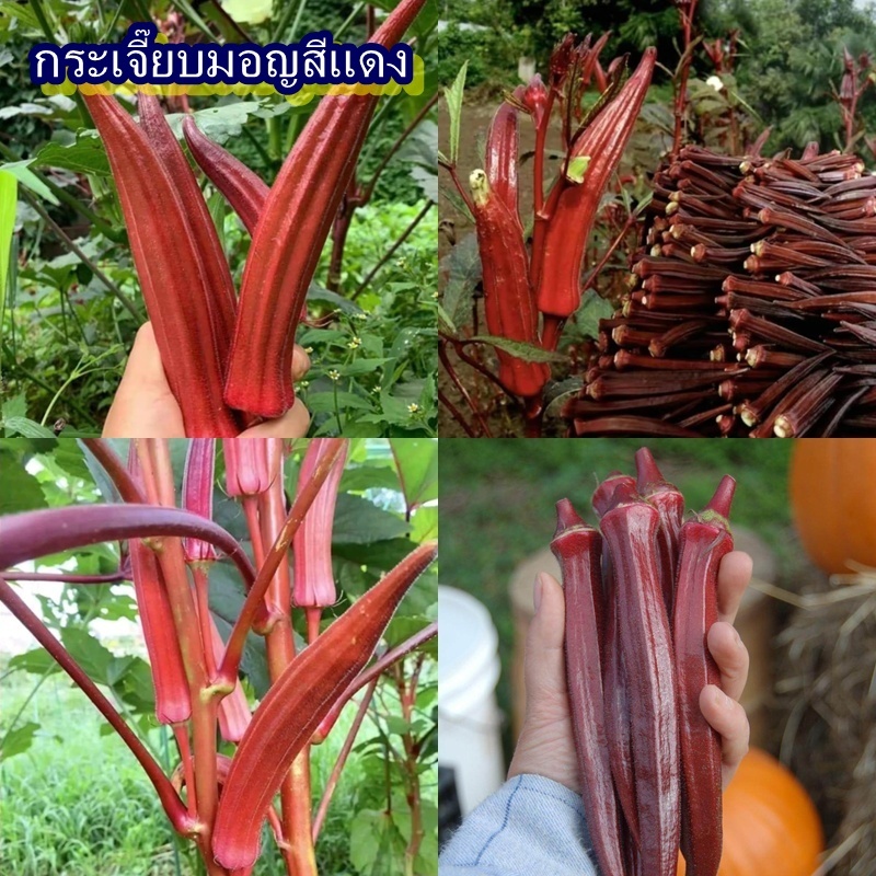 20 เมล็ด เมล็ดกระเจี๊ยบมอญสีแดง (ปลูกง่าย รสชาติหวาน มีกลิ่นหอม มัน อร่อย ชอบแดดจัด ออกฝักดกสีแดง)