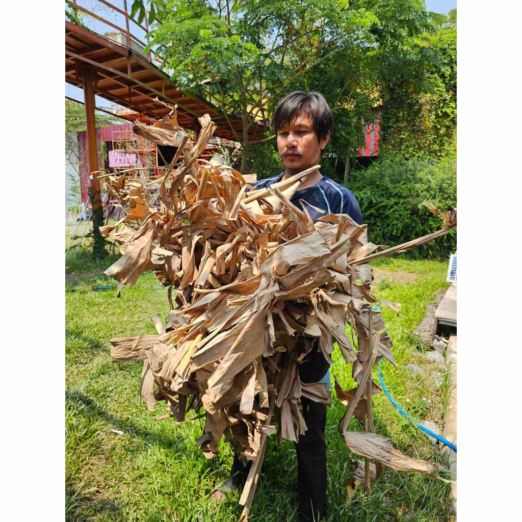 ใบตองแห้งกล้วยน้ำว้าแท้ 100 g. แถมฟรีอีก 100 g.ตากแห้ง สำหรับหมักปลากัด ปรับสภาพน้ำธรรมชาติ 100กรัม