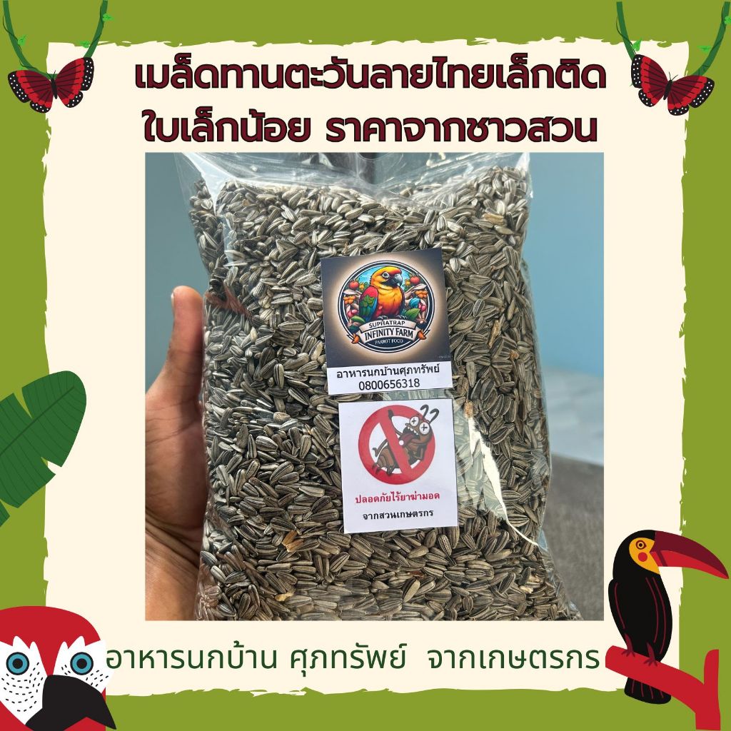ทานตะวันนกแก้วติดใบเล็กน้อยจากหน้าสวน ขนาด500g-1Kg อาหารนกเล็ก เลิฟเบิร์ด หงหยก ฟอพัส ซันคอนัว หนูแฮมเต้อกระรอกต่างๆ