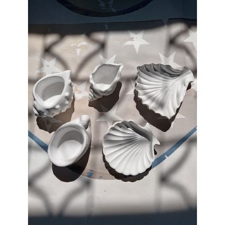 พร๊อบถ่ายรูปสินค้า เปลือกหอยสีขาว ของตกแต่ง