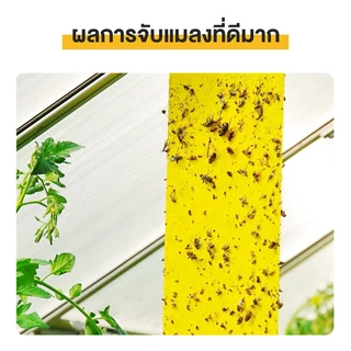100 ใบ แผ่นกาวดักแมลง (สีเหลือง) กาวดักแมลงวัน มีกาวในตัว มีให้เลือกหลายขนาด กับดักแมลงกินผัก แมลงทำลายผลผลิต ดักแมลงศั