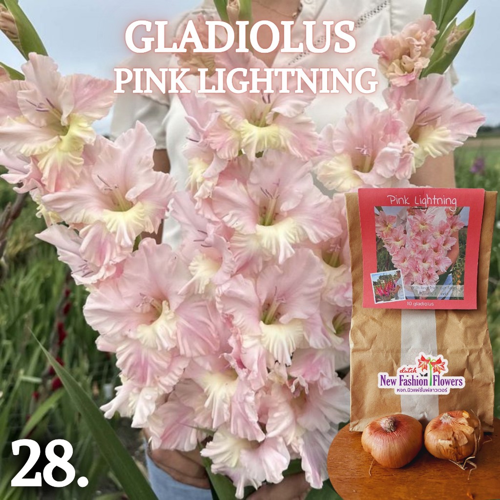 แกลดิโอลัส / Gladiolus สายพันธุ์ใหม่สีทัชใจสุดๆครับ ที่เดียวในไทย ปลูกง่ายออกดอกง่ายเป็นดอกไม้น่าร้อนโดยแท้เลยครับ ราคา ถูกที่สุด ดีลบีเคเค แกลเลอรีภาพที่ 2